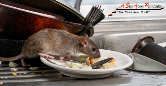 Photo of a rat on a plate in the kitchen sink