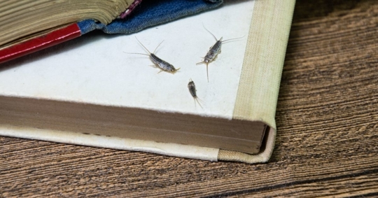 Several silverfish on top of a book
