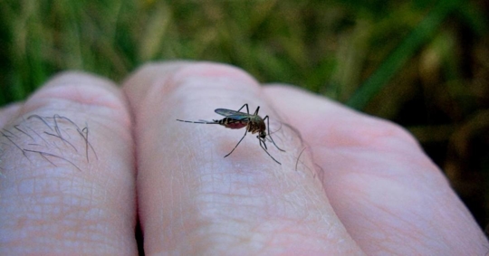 Close-up of mosquito at the back of the hand