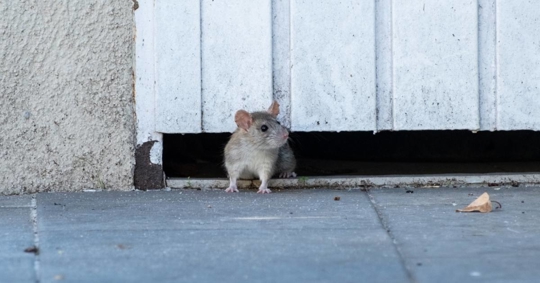 Rat sneaking out of the wall and floor gap