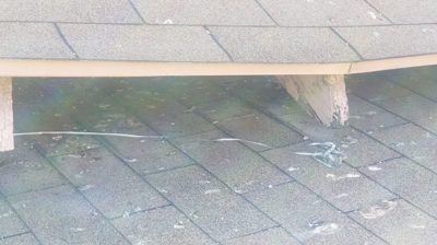 Roof Needing Treatment Photo