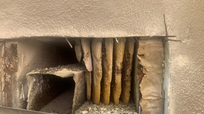 Applying Treatment Photo